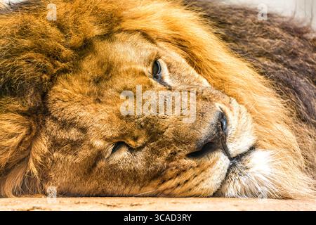 Nahaufnahme Porträt des verschlafenen Löwen. Wildtiere in Afrika. Stockfoto