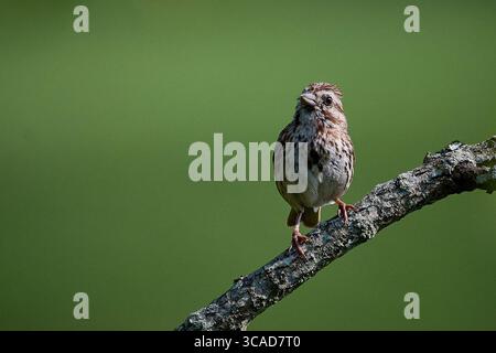 Lied Spatzen hoch Stockfoto