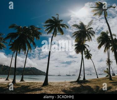 Malerischer Blick auf Palmen an einem tropischen Strand mit Segelbooten, die in einer ruhigen türkisfarbenen Lagune auf Moorea Island, Französisch-Polynesien, ankern Stockfoto