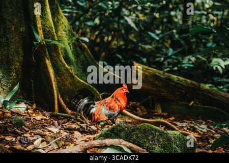 Nahaufnahme eines lebendigen wilden Hahns im üppigen Dschungel von Moorea Island, Französisch-Polynesien. Stockfoto