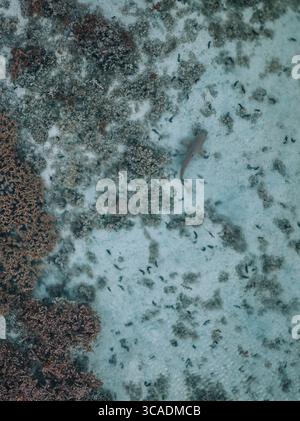 Aus der Vogelperspektive auf Riffhaie, die über dem pulsierenden Korallenriff in Moorea, Tahiti, schwimmen. Stockfoto