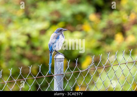 Ein California Scrub-jay, der auf einem Zaunpfosten sitzt Stockfoto