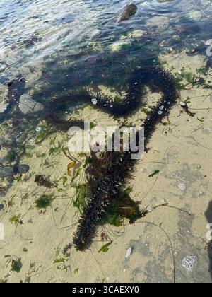 Egregia menziesii - Federboa Seetang - am Otter Crest Beach in Depoe Bay, Oregon. Stockfoto