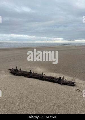 Ein abgespülter Baum an einem Strand in Lincoln City, Oregon. Stockfoto