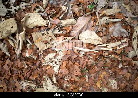 Trockene Blätter aus Teakholz (Tectona grandis) und Mahagoni (Swietenia macrophylla) auf dem Waldboden als natürlichen Hintergrund. Stockfoto