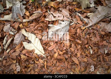 Trockene Blätter aus Teakholz (Tectona grandis) und Mahagoni (Swietenia macrophylla) auf dem Waldboden als natürlichen Hintergrund. Stockfoto