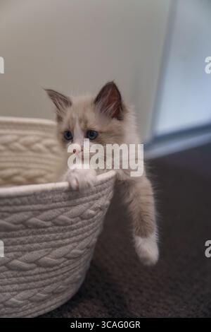 Fuji, ein flauschiges, blauäugiges Kätzchen, blickt über den Rand eines gewebten Korbes mit einer Pfote und einem Schwanz, die hinreißend draußen hängen. Stockfoto