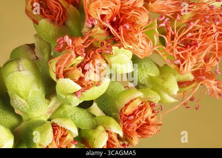 Supermakroansicht der isolierten Blütenstände der Aprikosen-Honig-Myrte (Melaleuca fulgens) Stockfoto