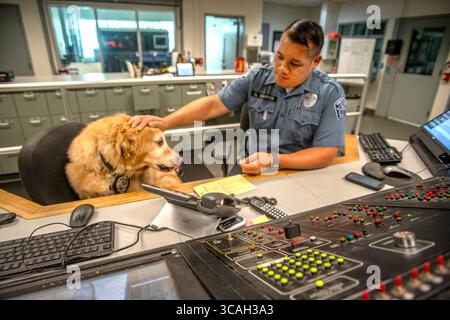 31. Juli 2019: In ihrer offiziellen Jacke interagiert ein Komforthund mit einem Funksprecher der Polizeidienststelle in Hawthorne, CA. (Bild: © Spencer Grant/ZUMA Press Wire) Stockfoto