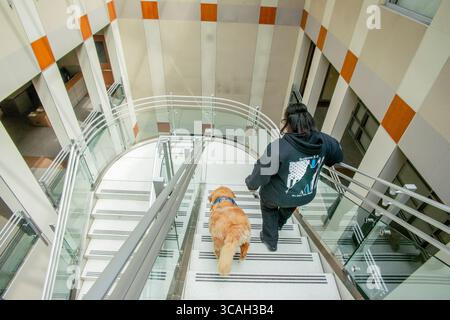 31. Juli 2019: In ihrer offiziellen Jacke interagiert ein Komforthund mit Polizeibeamten in Hawthorne, CA. (Bild: © Spencer Grant/ZUMA Press Wire) Stockfoto