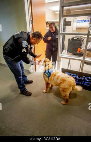 31. Juli 2019: In ihrer offiziellen Jacke interagiert ein Komforthund mit Polizeibeamten in Hawthorne, CA. (Bild: © Spencer Grant/ZUMA Press Wire) Stockfoto