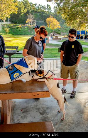 22. August 2019: Ein Komforthund der Polizei mit offizieller Jacke trifft sich in einem Stadtpark in Corona, CA, mit einem Hund. (Kreditbild: © Spencer Grant/ZUMA Press Wire) Stockfoto
