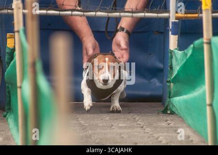 17. September 2017, Huntington Beach, Kalifornien: Ein Dackelhund bereitet sich auf ein Rennen bei einem Oktoberfest-Treffen im German Ethnic Old World Village in Huntington Beach, CA. Vor (Bild: © Spencer Grant/ZUMA Press Wire) Stockfoto