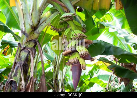 Bananengarten. Bananen kommen aus der Bananenblüte hervor. Stockfoto