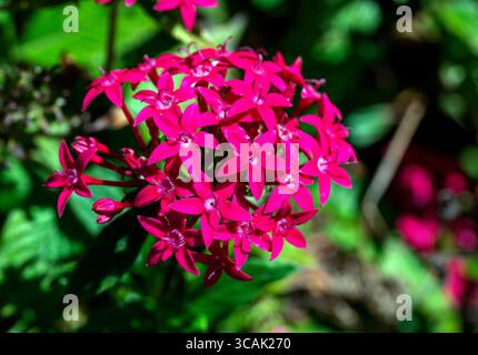 10. Juni 2023, Sydney, New South Wales, Australien: Pentas lanceolata Hybriden im Royal Botanic Garden in Sydney, New South Wales, Australien. Diese Pflanze zieht Schmetterlinge und Kolibris an und macht gute Schnittblumen, die für Betten, Borten, Töpfe und Körbe verwendet werden. (Foto: © Tara Malhotra/ZUMA Press Wire) Stockfoto