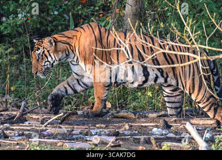 Ein wilder Tiger spaziert entlang des Kabini-Flusses mit Plastikmüll Stockfoto