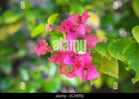 Hellrosa Bougainvillea-Blüten (Bunga Bougenville) in voller Blüte, mit zarten weißen Mittelpunkten und üppig grünen Blättern im Hintergrund. Stockfoto