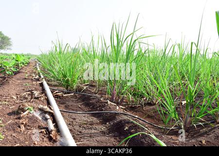 Ökologischer Zuckeranbau, kleine frische Zuckerrohrpflanzen auf dem Feld, Zuckerrohranbau in Indien Stockfoto