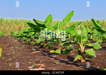 Kleine Bananenpflanzen, die in einem Bananengarten wachsen, Pflanzen eine Bananenplantage, wachsen auf einem Gebiet von tiefem, feuchtem, organischem Wasser mit einem Rohrwassersystem, Stockfoto