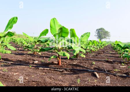 Kleine Bananenpflanzen, die in einem Bananengarten wachsen, Pflanzen eine Bananenplantage, wachsen auf einem Gebiet von tiefem, feuchtem, organischem Wasser mit einem Rohrwassersystem, Stockfoto