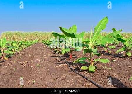 Kleine Bananenpflanzen, die in einem Bananengarten wachsen, Pflanzen eine Bananenplantage, wachsen auf einem Gebiet von tiefem, feuchtem, organischem Wasser mit einem Rohrwassersystem, Stockfoto