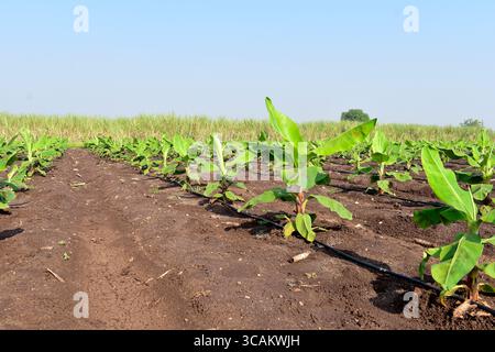 Kleine Bananenpflanzen, die in einem Bananengarten wachsen, Pflanzen eine Bananenplantage, wachsen auf einem Gebiet von tiefem, feuchtem, organischem Wasser mit einem Rohrwassersystem, Stockfoto