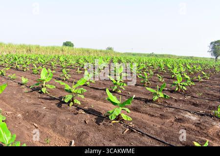 Kleine Bananenpflanzen, die in einem Bananengarten wachsen, Pflanzen eine Bananenplantage, wachsen auf einem Gebiet von tiefem, feuchtem, organischem Wasser mit einem Rohrwassersystem, Stockfoto
