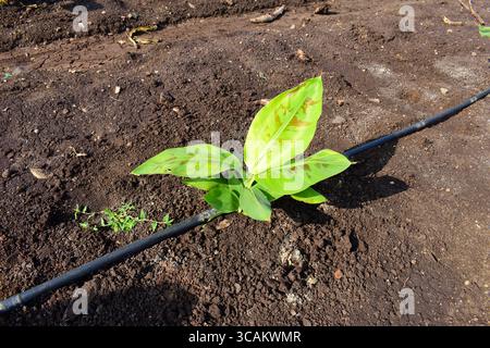 Kleine Bananenpflanzen, die in einem Bananengarten wachsen, Pflanzen eine Bananenplantage, wachsen auf einem Gebiet von tiefem, feuchtem, organischem Wasser mit einem Rohrwassersystem, Stockfoto