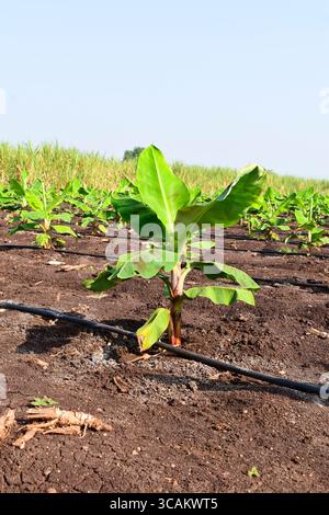 Kleine Bananenpflanzen, die in einem Bananengarten wachsen, Pflanzen eine Bananenplantage, wachsen auf einem Gebiet von tiefem, feuchtem, organischem Wasser mit einem Rohrwassersystem, Stockfoto