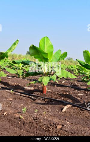 Kleine Bananenpflanzen, die in einem Bananengarten wachsen, Pflanzen eine Bananenplantage, wachsen auf einem Gebiet von tiefem, feuchtem, organischem Wasser mit einem Rohrwassersystem, Stockfoto