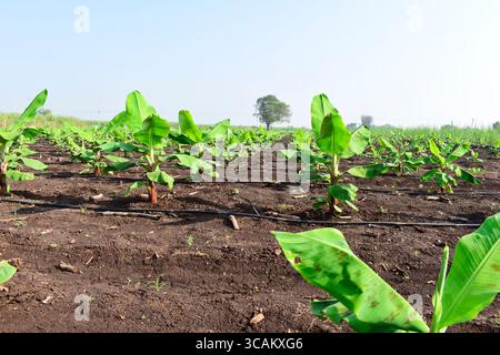 Kleine Bananenpflanzen, die in einem Bananengarten wachsen, Pflanzen eine Bananenplantage, wachsen auf einem Gebiet von tiefem, feuchtem, organischem Wasser mit einem Rohrwassersystem, Stockfoto
