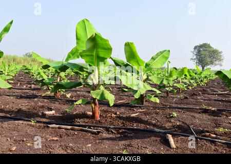Kleine Bananenpflanzen, die in einem Bananengarten wachsen, Pflanzen eine Bananenplantage, wachsen auf einem Gebiet von tiefem, feuchtem, organischem Wasser mit einem Rohrwassersystem, Stockfoto