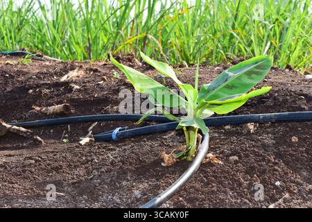 Kleine Bananenpflanzen, die in einem Bananengarten wachsen, Pflanzen eine Bananenplantage, wachsen auf einem Gebiet von tiefem, feuchtem, organischem Wasser mit einem Rohrwassersystem, Stockfoto