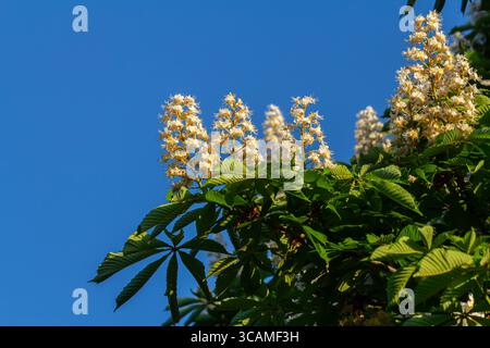 Aesculus hippocastanum ist ein großer Baum. Seine Blütenstände sind eine Nektarquelle für Bienen und Insekten und werden als Zutat in traditionellem m verwendet Stockfoto