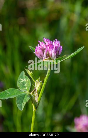 Wilde Rotklee Blume isoliert Trifolium pratense, mit grünem Naturhintergrund. Stockfoto