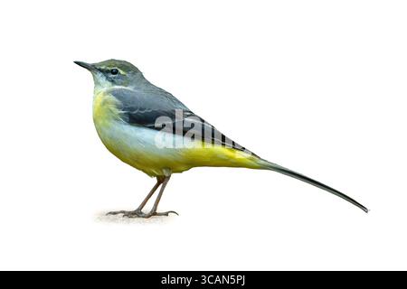 Ein wunderschöner grauer Wagtail, der seitlich auf einem sauberen weißen Hintergrund steht. Der gelbe Bauch und die langen Schwanzfedern sind in lebendigen Details für Natu festgehalten Stockfoto