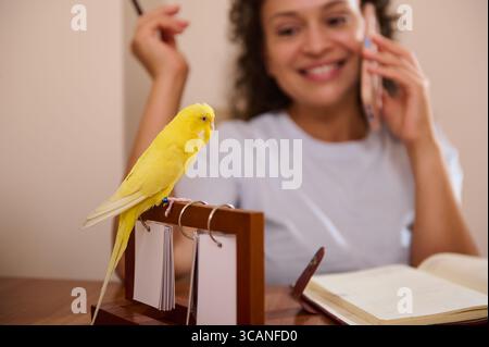 Gelber Sittich auf einem Schreibtisch in der Nähe einer glücklichen Frau, die von zu Hause aus arbeitet, Freude verbreitet und die Bindungen repräsentiert, die mit Haustieren während des täglichen Lebens gebildet wurden. Stockfoto