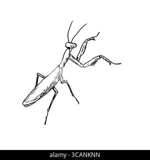 Insektenmantis, schwarz-weiß-Skizze. Vektorabbildung. Eine Zeichnung eines Insektenkäfers, isoliert auf weißem Hintergrund. Für Abbildungen zu Stock Vektor