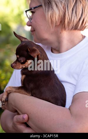 Erwachsene Frau, die einen kleinen chihuahua-Welpen in den Armen hält, Nahaufnahme Stockfoto