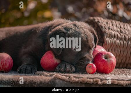 Labrador brauner Welpe, der am Herbstnachmittag Kopf auf Äpfeln liegt. Stockfoto