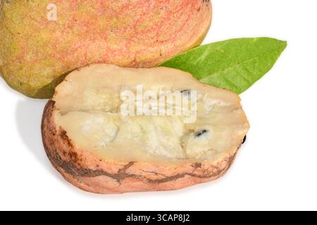 Seltene medizinische Frucht Ramphal, Annona reticulta oder Wilder Süßsop, Pudding Apfelfrucht isoliert auf weißem Hintergrund Stockfoto