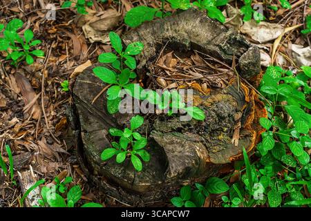 Ein verwitterter Baumstumpf, umgeben von trockenen Blättern, die frische grüne Pflanzen aus der Mitte sprießen. Stockfoto