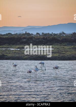 Blick auf Flamingos, die im ruhigen, kräuseligen Wasser waten, während die Sonne untergeht, und ein warmes Leuchten über die fernen Berge, Palavas-les-Flots, Occitanie, Frankreich. Stockfoto