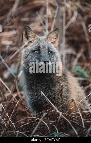 Blick auf einen wachsamen Fuchs mit auffälligen Markierungen inmitten der gedämpften Töne von trockenem Laub und Erdboden, eine ruhige und doch wachsame Präsenz, Unalaska, Alaska, Stockfoto