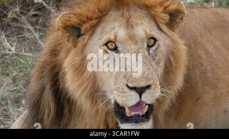 Löwe in Tansania, Serengeti Nationalpark, Tansania Stockfoto