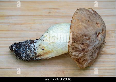 Nahansicht des köstlichen Boletus edulis alias Penny Brötchen oder Stachelpilz isoliert auf hölzernem Hintergrund Stockfoto