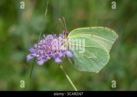 Nahaufnahme des weiblichen Gonepteryx rhamni aka gemeiner Schwefel-Schmetterlings auf scabiosa cinerea-Blüte im wilden Südfrankreich Stockfoto