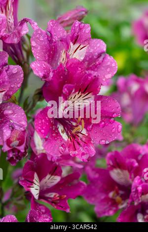 Alstroemeria „Summer Paradise, Summer Chic“ eine ausdauernde Blüte in einem Garten im Sommer. Stockfoto