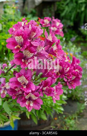 Alstroemeria „Summer Paradise, Summer Chic“ eine ausdauernde Blüte in einem Garten im Sommer. Stockfoto
