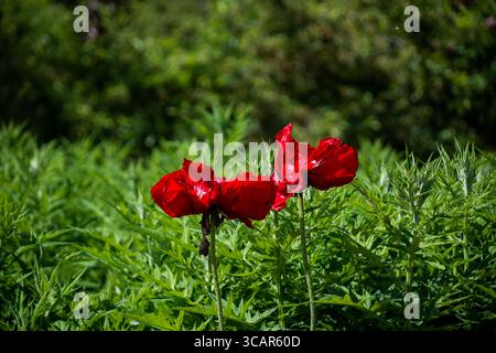 Leuchtend rote Mohnblumen in üppig grünem Feld. Stockfoto